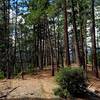 A grove of Ponderosa pines along the #918 Trail.