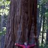 Really big cedars live in Cedar Basin