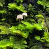 Keep an eye out for interesting mushrooms, lichen, and moss along the trail.