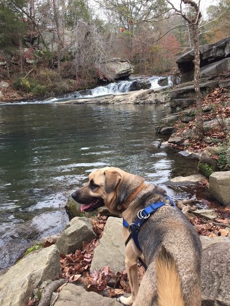 waterfall - a dog's POV