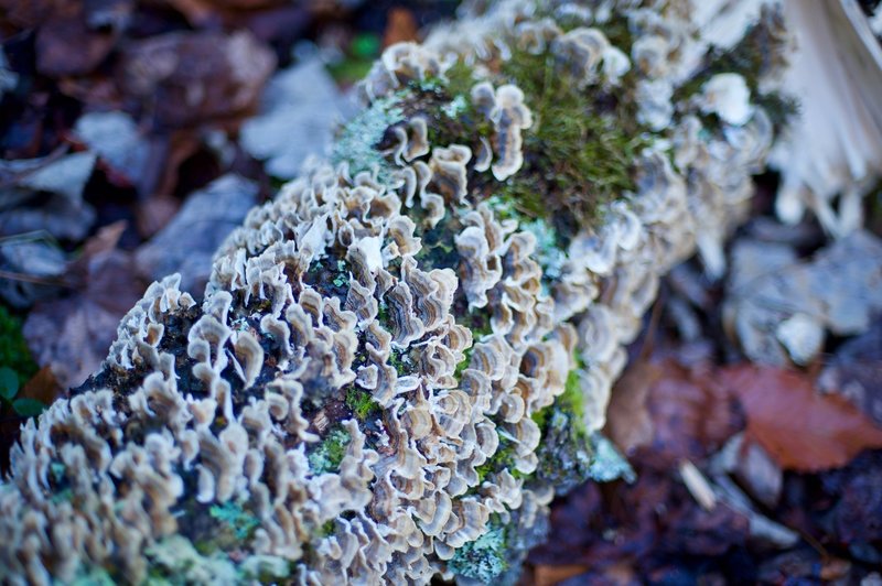 Moss, lichen, mushrooms, and other plants that enjoy moist climates begin to appear alongside the trail.