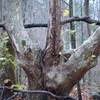 An old tree along the Twin Creeks Trail that looks like a 3 fingered hand.