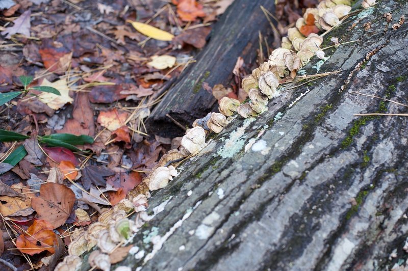 Moss, lichen, and mushrooms can be seen growing on downed trees throughout the area.