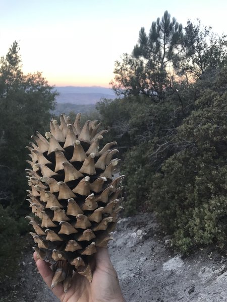 An amazing Coulter Pine cone!