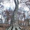 Magnificient Beech Tree