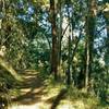Mixed oak woods along the sunny, higher section of Oak Ridge Trail