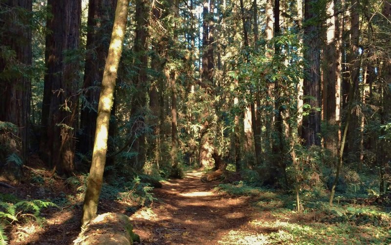 Terrace Trail travels through the redwood forest of Forest of Nisene Marks State Park