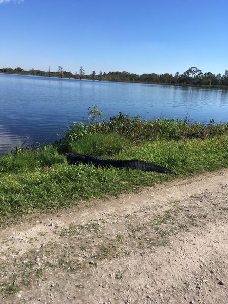 Be careful, gators may sunbathe right next to the trail.