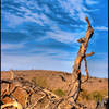 Dead tree