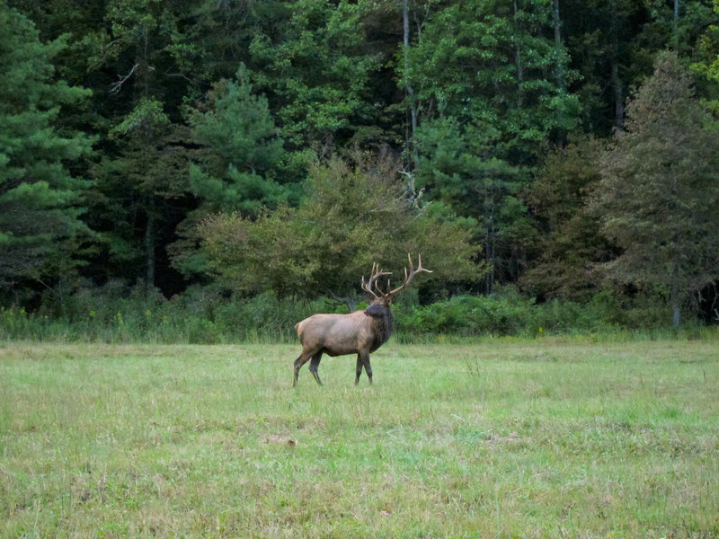 Elk in Great Smoky Mountains National Park Cataloochee Valley