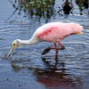 View of a Roseate Spoonbill from the Heron Hideout.