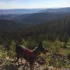 Cadence overlooking the view of the Wenatchee Valley from the Pipeline Trail