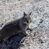 One of the abundant squirrels on Glacier Point