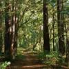 West Ridge Trail travels through the mixed redwood forest on a sunny, forested ridge.