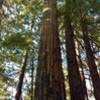 Tall, stately redwood trees on the forested ridge of West Ridge Trail