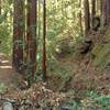 Loma Prieta Grade winds through the redwoods in a deep valley of Forest of Nisene Marks State Park.
