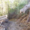 Recently cleared fallen oak in canyon bottom.  USFS volunteers have been maintaining this trail.