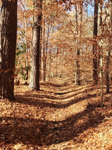 Running Trails Near Chapel Hill