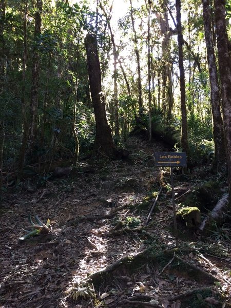 Caution: this is where the trail diverts to the (longer), steeper Buena Vista Trail. Follow the Los Robles route.