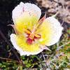 Foothill Mariposa Lily - Calochortus weedii var. intermedius