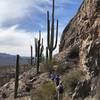 Fantastic saguaros near the summit