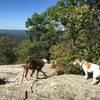 Pups taking a water break on Cobble Mountain