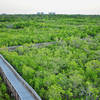 A view atop the observation tower, Bartow energy plant in distance.