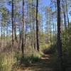 Large open Loblolly pine forest