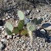 Engelmann's Prickly Pear Cacti sit along the trail.