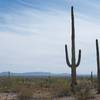 Saguaro cacti stand tall in the desert while mountains sit off in the distance.