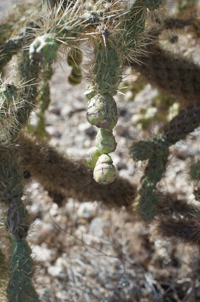 Chain fruit cholla next to the trail. The trail provides excellent examples of the variety of plant life you'll find in the Sonoran Desert.