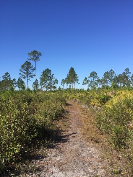 Seminole State Forest Southern Loop Hiking Trail, Mount Plymouth, Florida