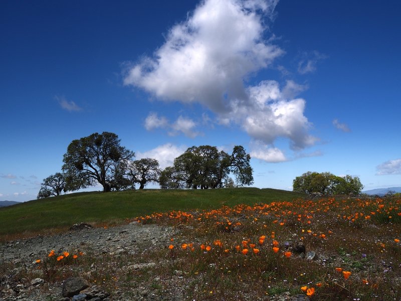 California poppies and the summit of Willson Peak
