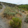 Upland shrub-steppe meets the wetlands. What a contrast.