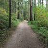 The trail as it is engulfed in the forest.