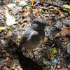 South Island Bush Robin - a very curious insect eater