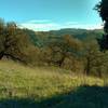 The grass and wooded hills of Calero County Park, along Los Cerritos Trail.