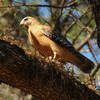 A Red Shouldered Hawk we watched enjoy a mouse