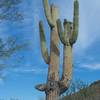 Saguaro cacti grow along the trail, towering above you.
