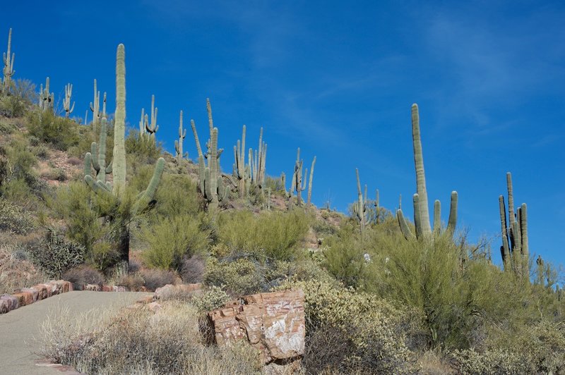 The trail climbs along the hillside amongst the Saguaro cacti.