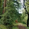 Redwoods, oaks, firs and other lush vegetation along Amaya Creek Road