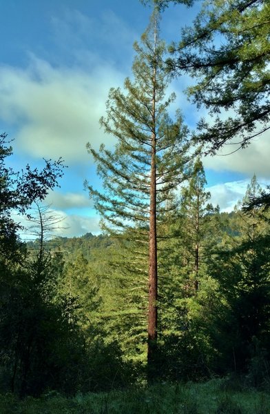 The ridge on the other side of the East Branch of Soquel Creek is seen through the tall trees along Hihn's Mill Road.
