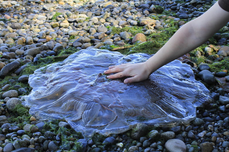 Large jellyfish at the beach.