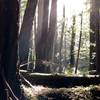 Morning light in the redwoods on Canyon Trail