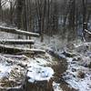 Cleared trees on the Beechwood Trail.