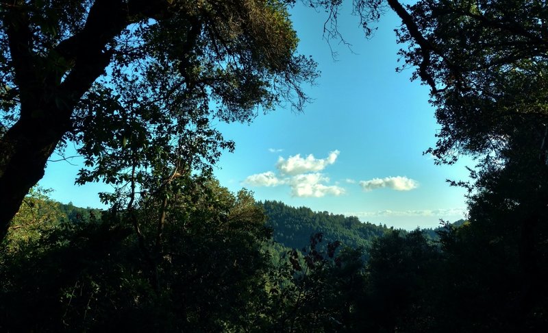 Santa Rosalia Mountain (center) can be seen through the trees along Ridge Trail.