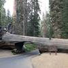 Tunnel Log, Sequoia National Park.