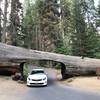 Tunnel Log, Sequoia National Park.