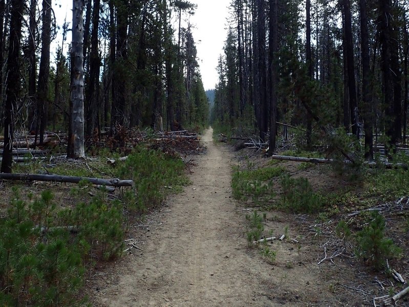 The lower section of the Windigo Pass Trail