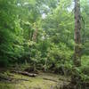 Swamp Trail in dry season